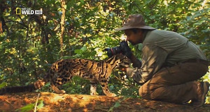 National Geographic: Возвращение дымчатых леопардов